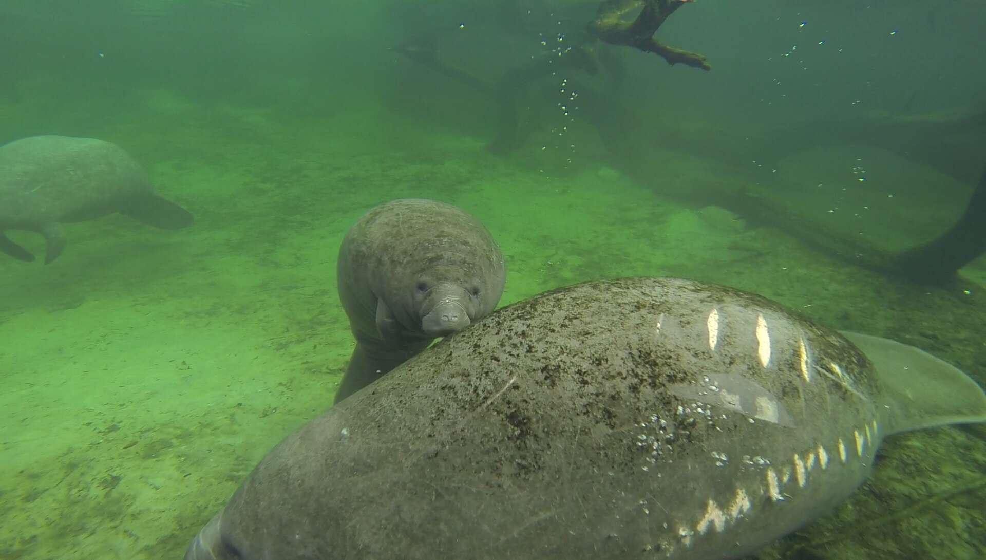 A mother and baby manatee in Florida