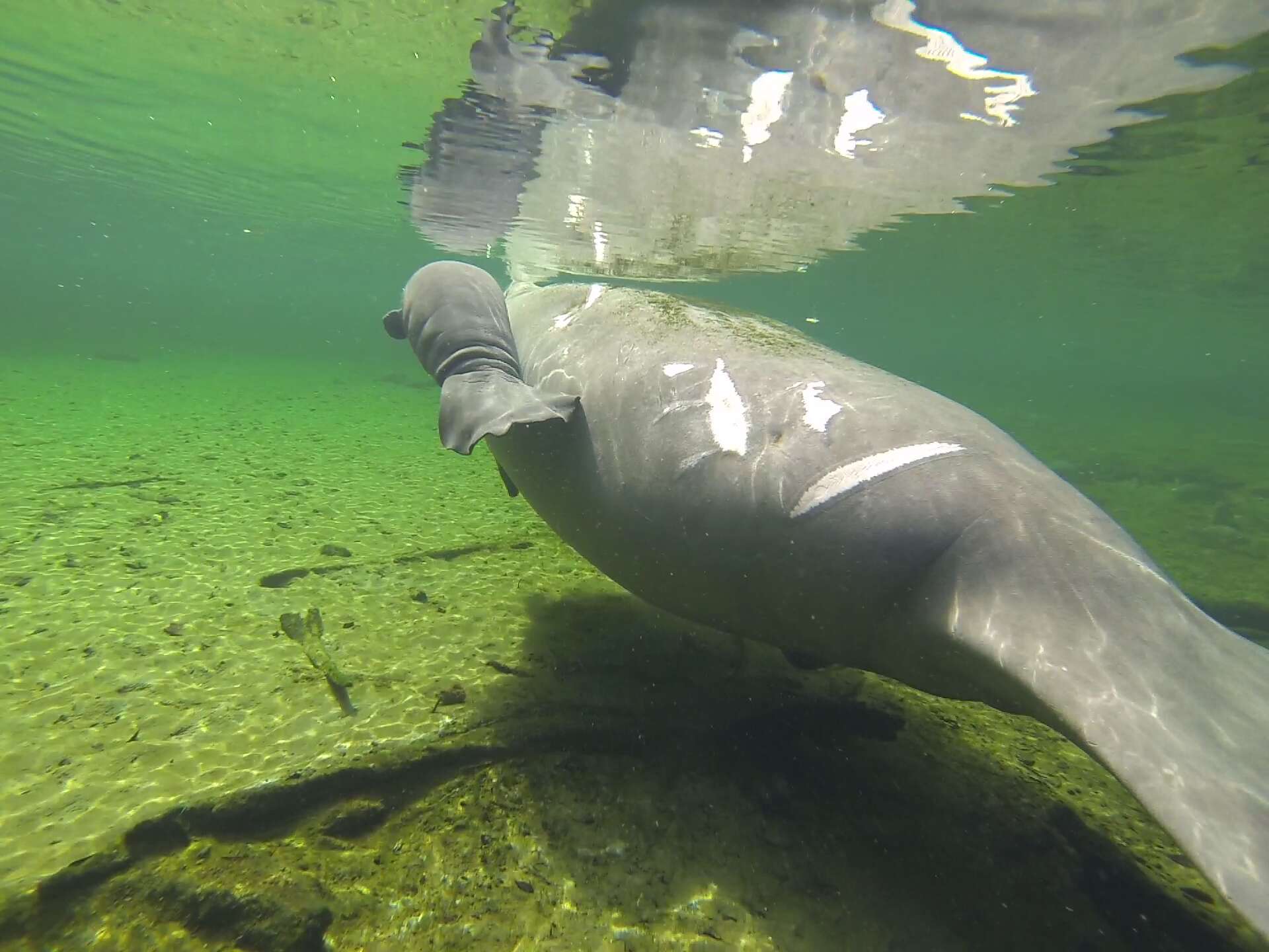 A mother and baby manatee in Florida