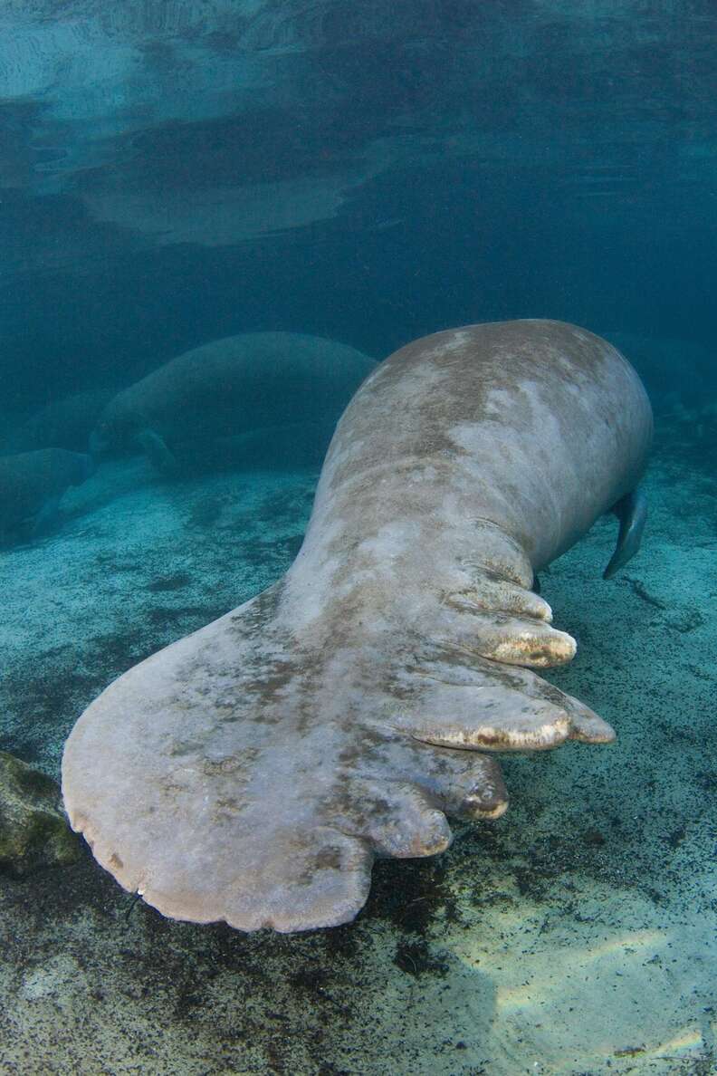 A Florida manatee with wounds from a boat strike