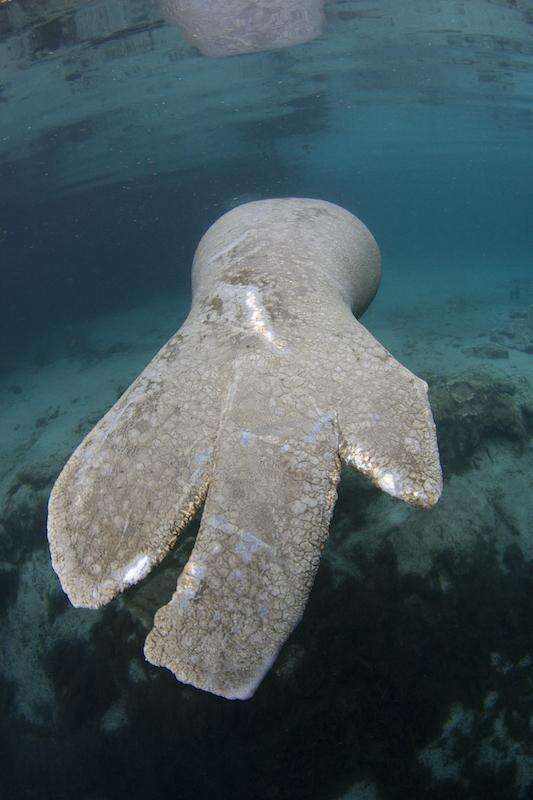 A Florida manatee with wounds from a boat strike