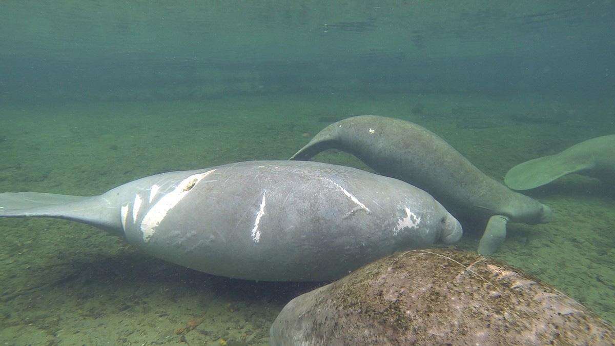 A mother and baby manatee in Florida