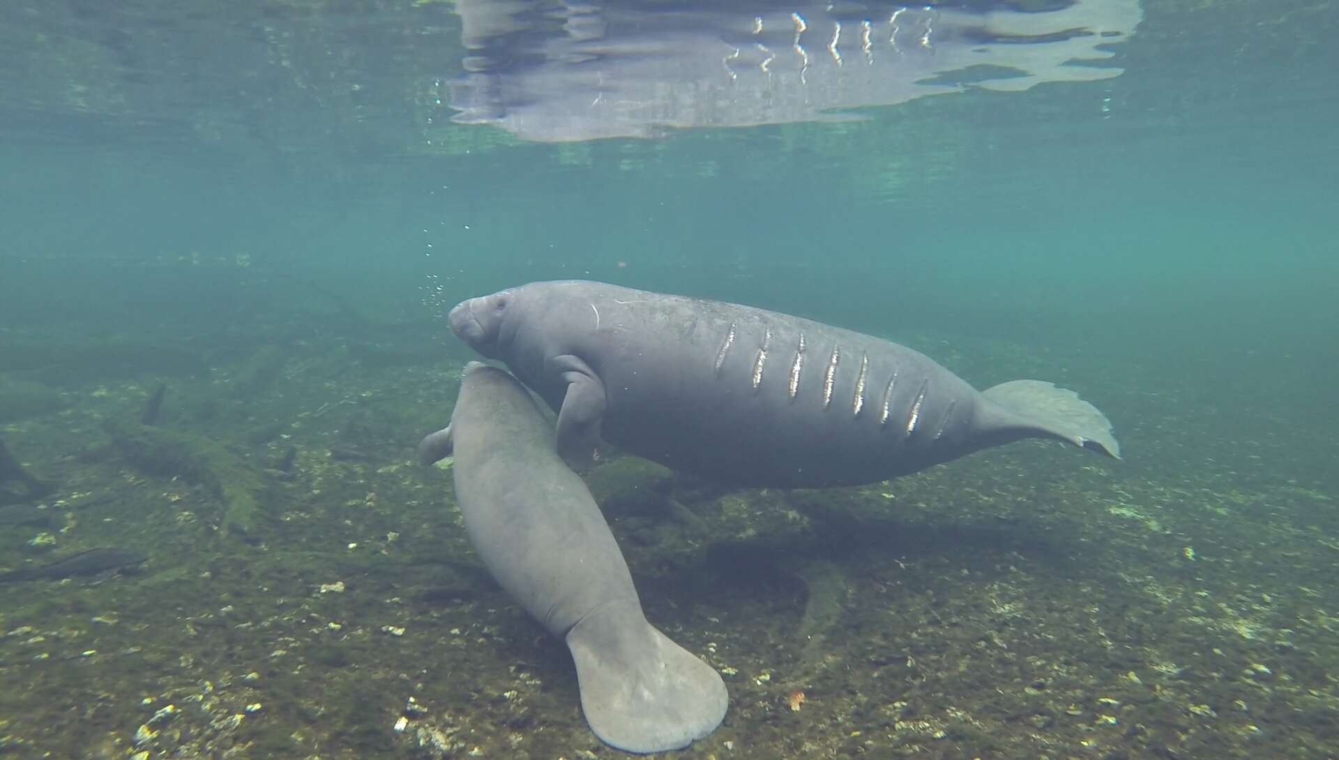 A mother and baby manatee in Florida