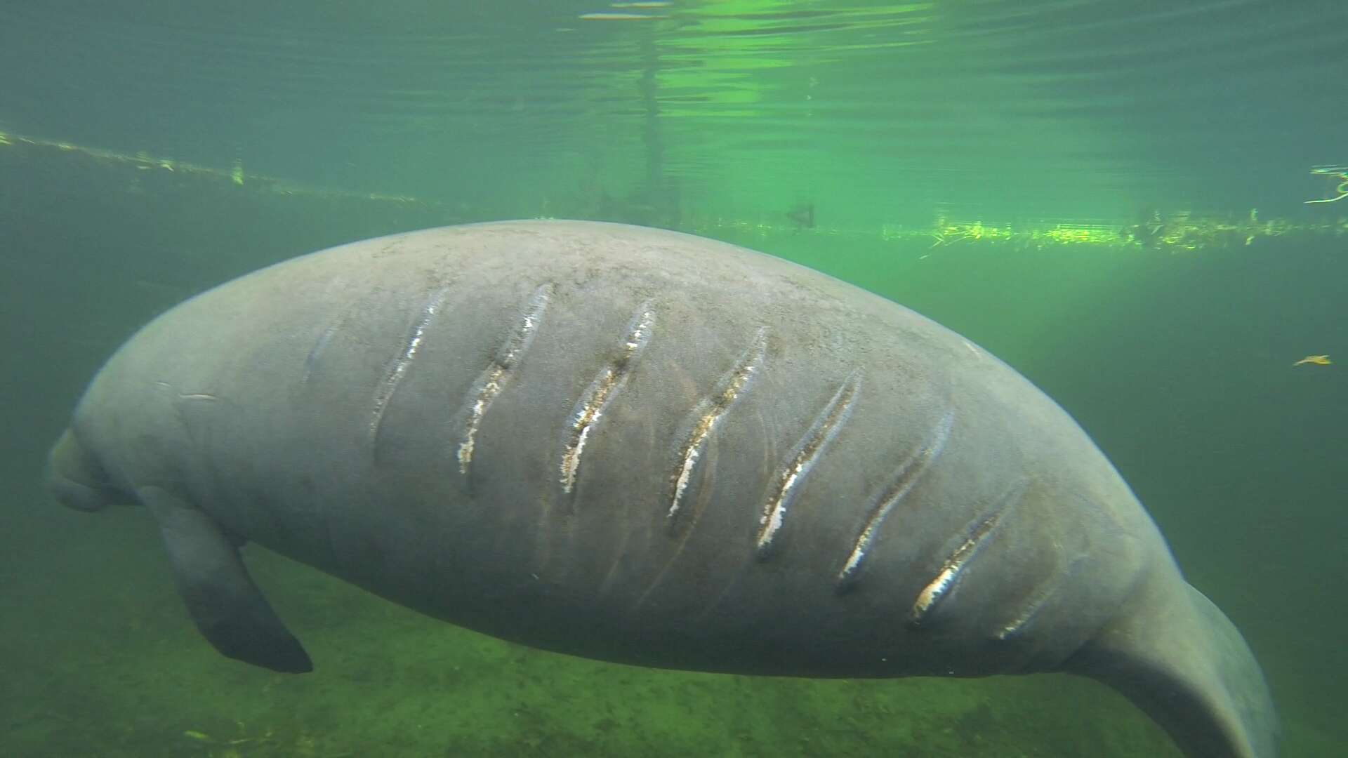 A Florida manatee with wounds from a boat strike