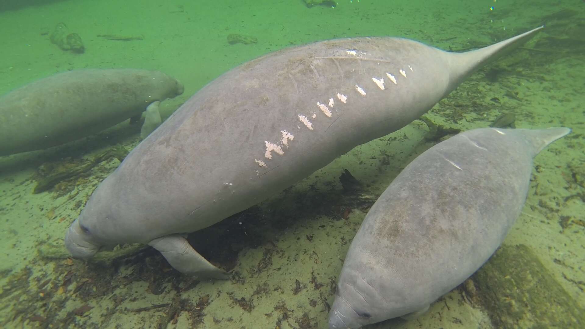 A mother and baby manatee in Florida