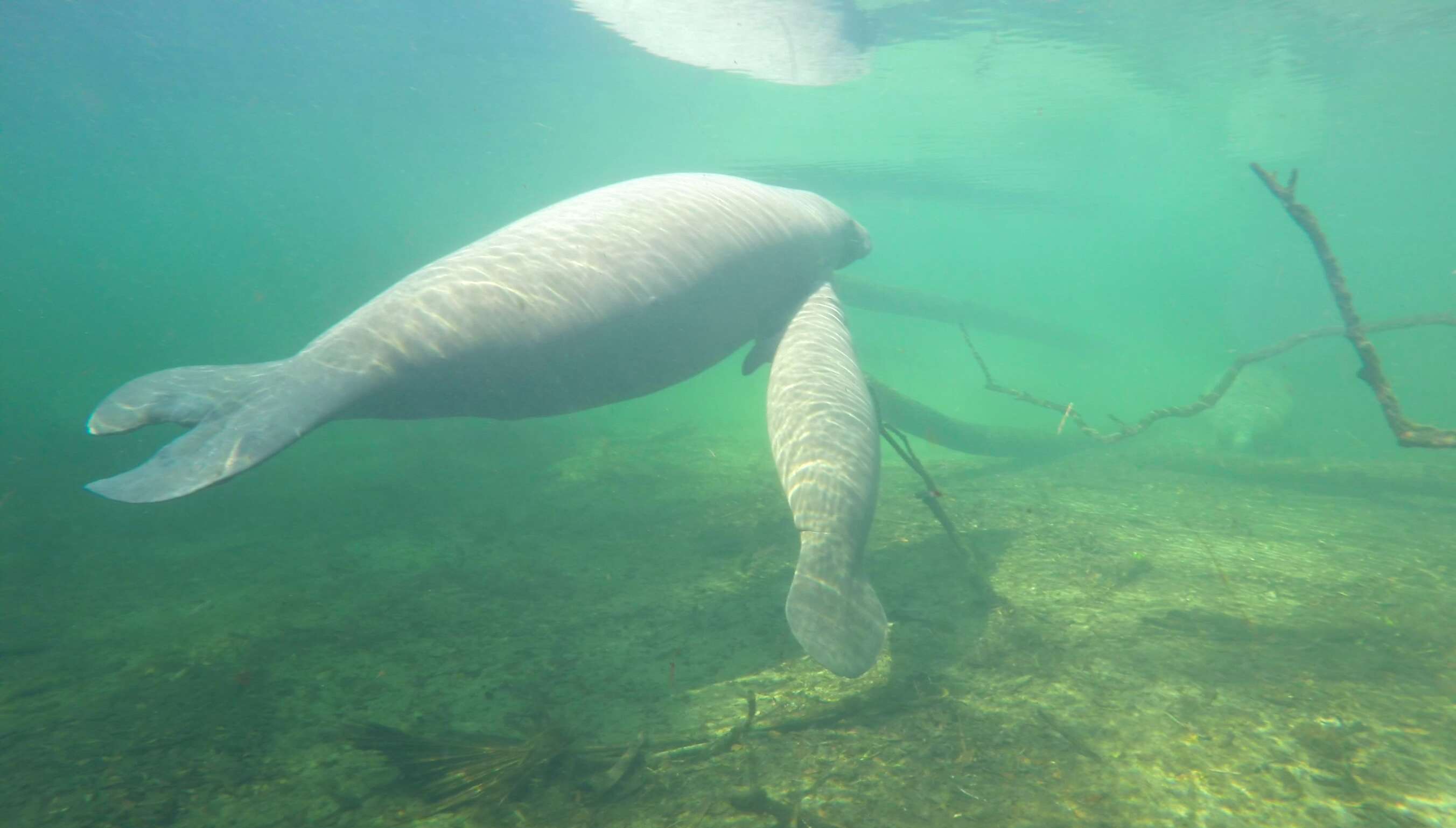 A mother and baby manatee in Florida