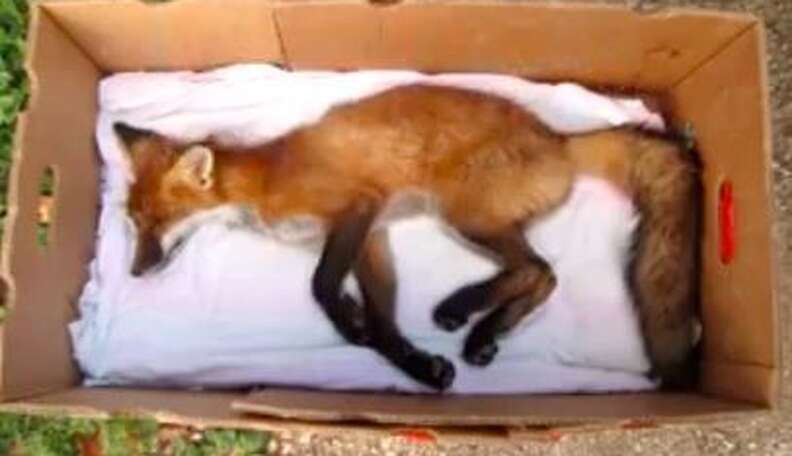 Fall Fox Dead Kind Woman Stops To Bury 'Dead' Fox On The Side Of The Road - The Dodo