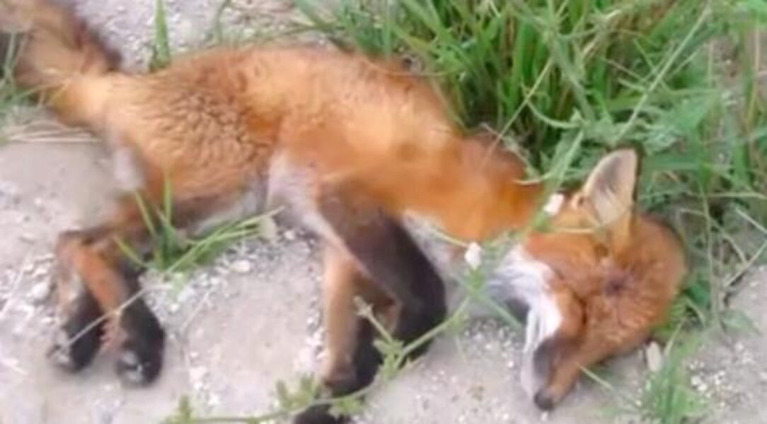 Kind Woman Stops To Bury 'Dead' Fox On The Side Of The Road - The Dodo