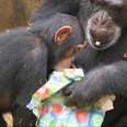 Chimps Get Their Very Own Christmas Presents