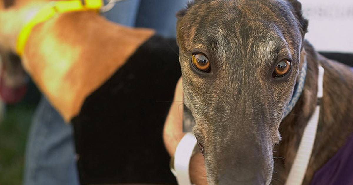 is greyhound racing illegal in florida