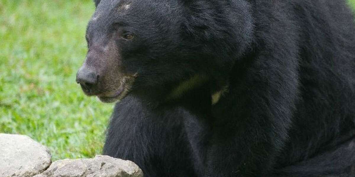 Bear Has Limb And Eye Removed, But Never Loses Smile - The Dodo