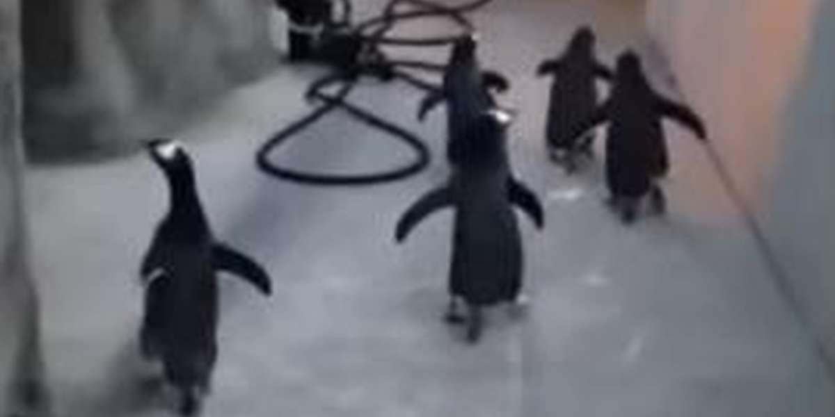 Watch These Zoo Penguins Attempt A Daring Zoo Escape The Dodo