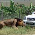 Beloved Lion Killed Because People Wouldn't Leave Him Alone