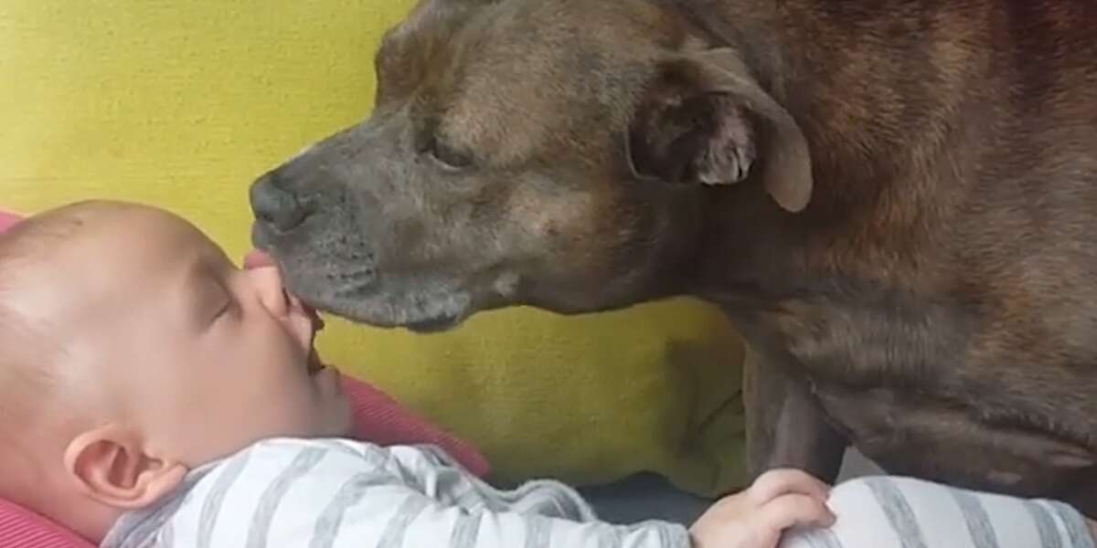 Affectionate Pit Bulls Love Their Human Family The Dodo