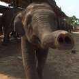 WATCH: Baby Elephants vs. Their Trunks