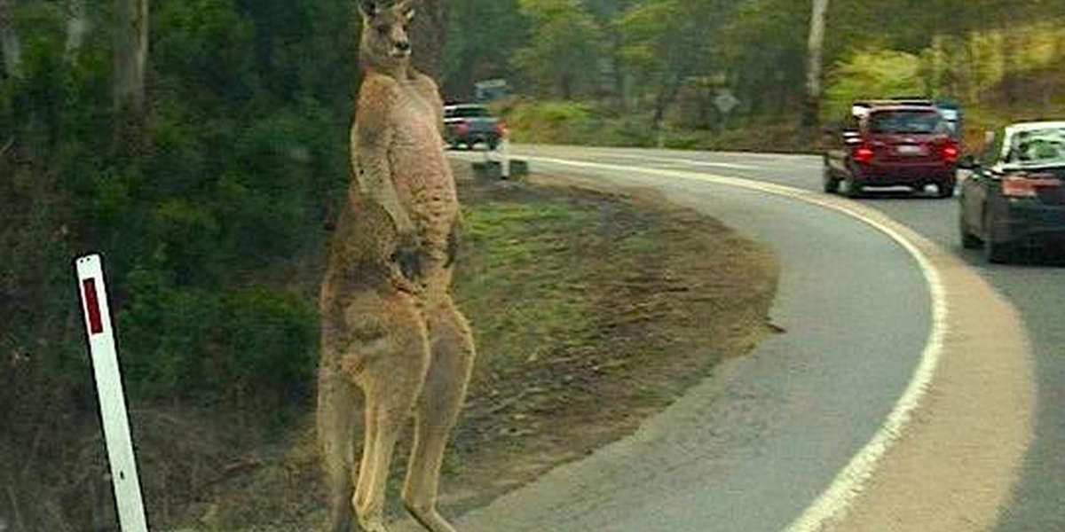 This Could Save Thousands Of Kangaroos From Car Crashes The Dodo