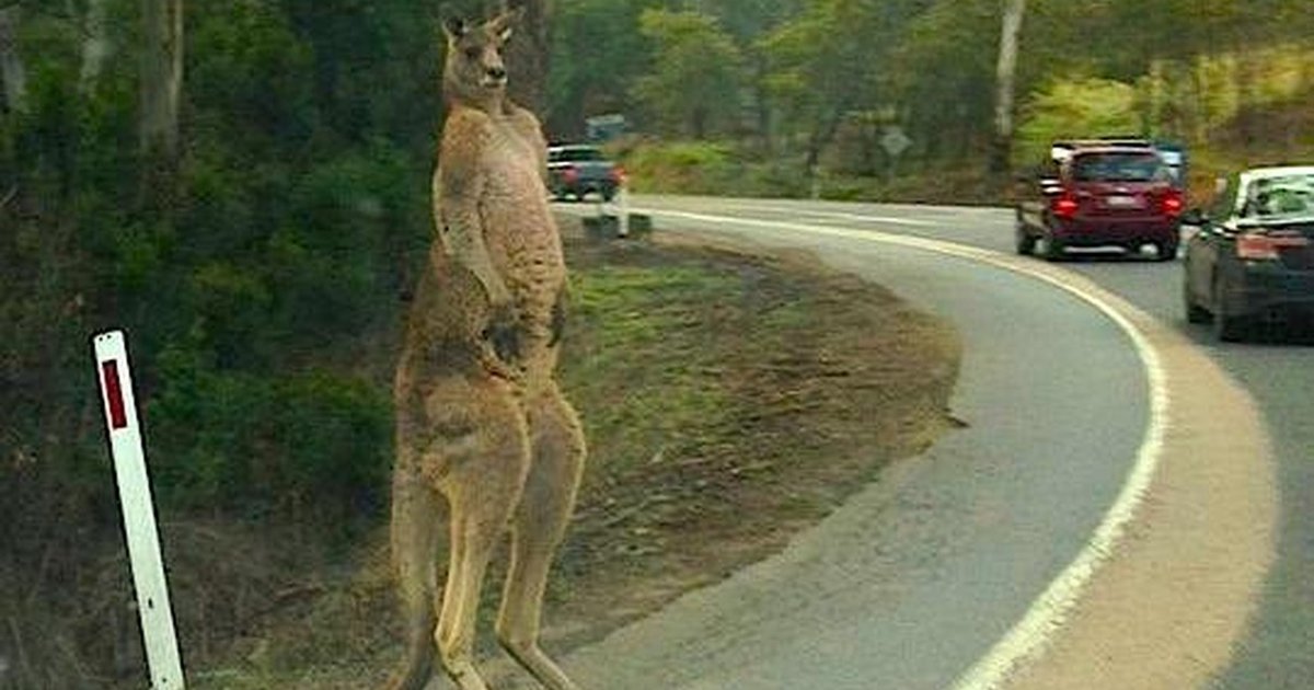 This Could Save Thousands Of Kangaroos From Car Crashes The Dodo
