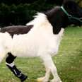People Build Mini Horse A New Leg So He Can Run Again