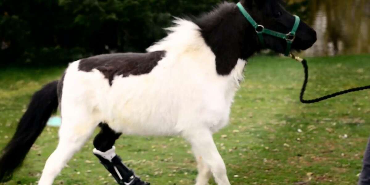 People Build Mini Horse A New Leg So He Can Run Again - The Dodo