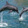 EXCLUSIVE: A New Paradigm For Our Relationship With Dolphins