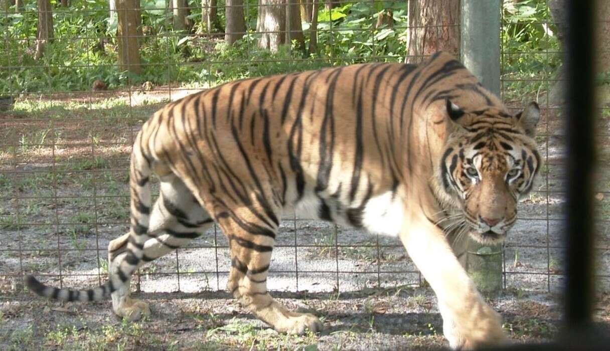 Circus Tiger Takes Cautious First Step Into His New Home - The Dodo