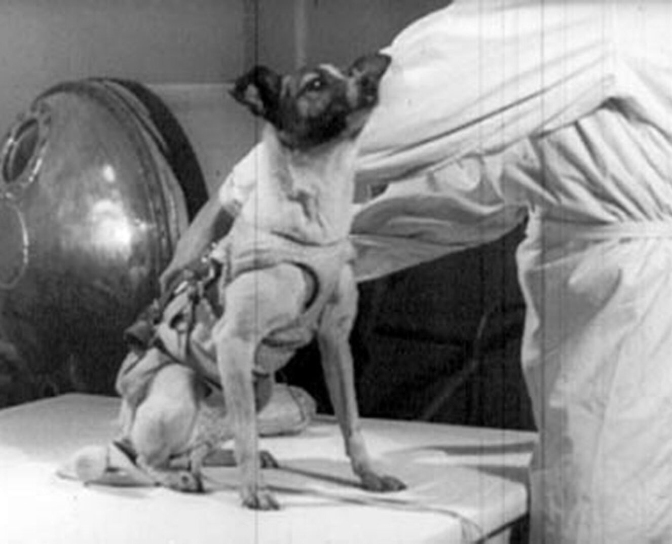 First Dog Put In Orbit Was So Sweet, Scientist Regretted Sending Her ...