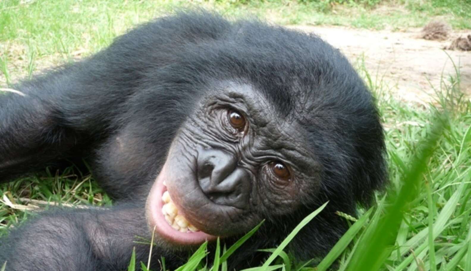 What Bonobos Can Teach Us About Sex, Society And Ourselves - The Dodo