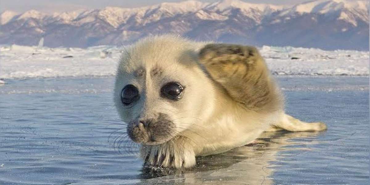 Seal Pup ‘Waves’ At Man Who Came To Siberia To Take His Picture The Dodo