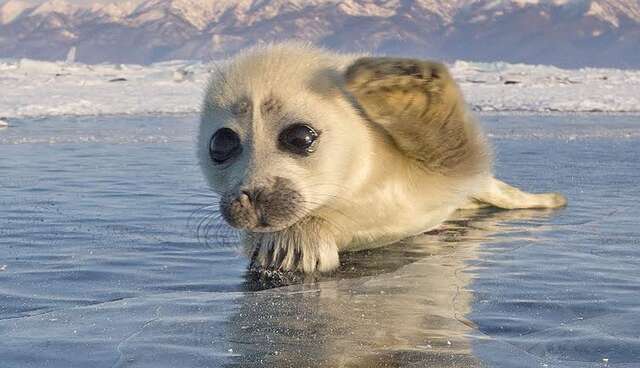 Seal Pup Waves At Man Who Came To Siberia To Take His Picture