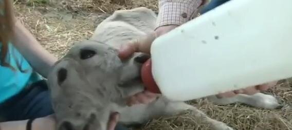 The Sad Truth About The Calf With Two Faces - The Dodo
