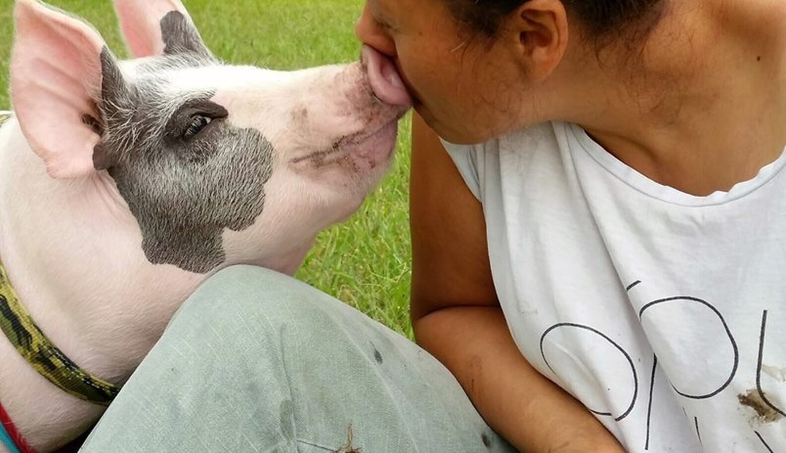 Family Moves To Farm Just So They Can Keep The Pig They Rescued - The Dodo