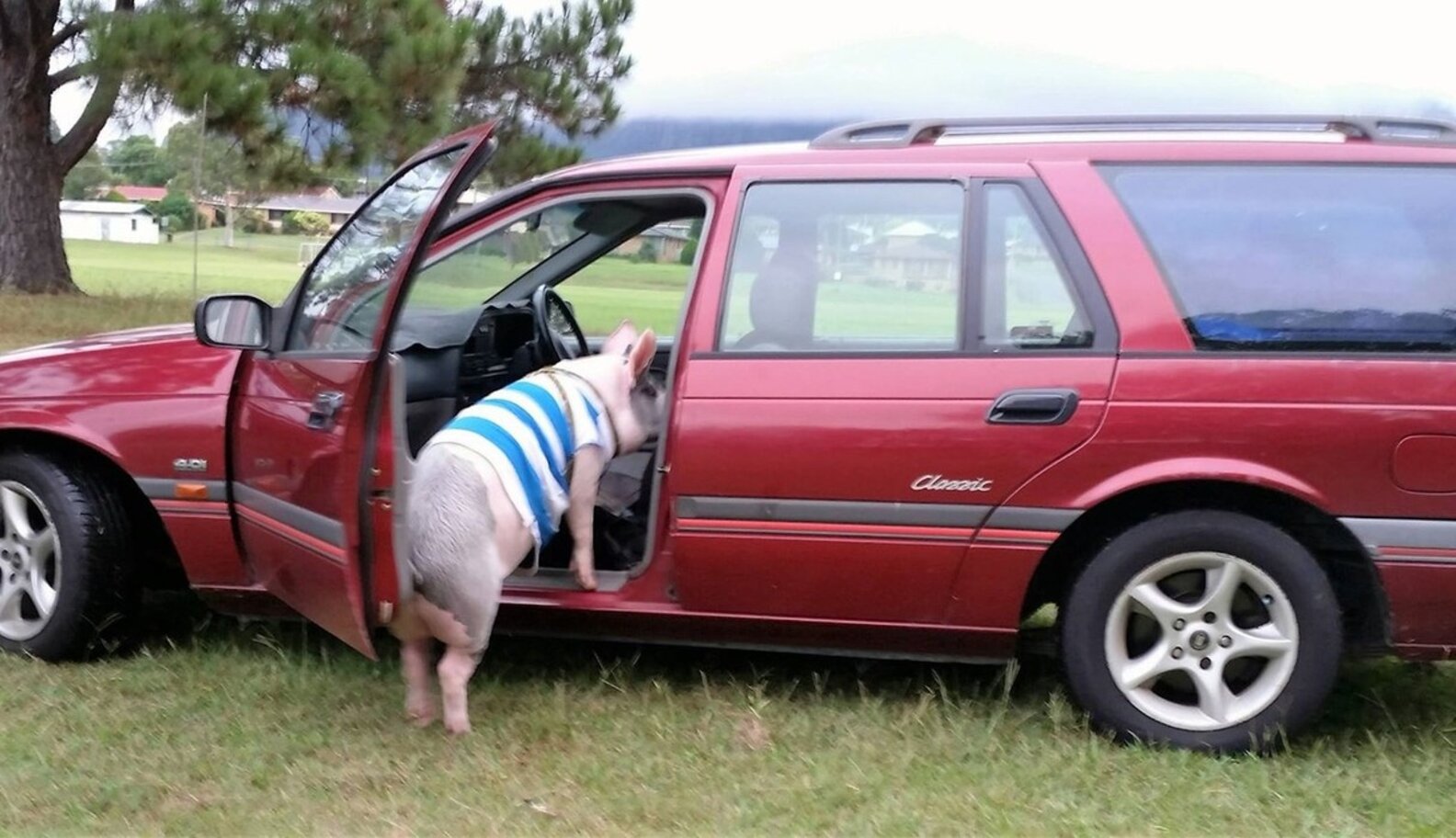 Family Moves To Farm Just So They Can Keep The Pig They Rescued - The Dodo