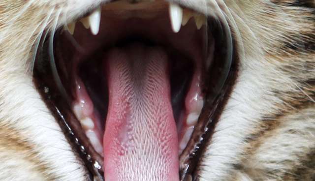 QUIZ: Can You Guess Which Animals These Mouths Belong To? - The Dodo