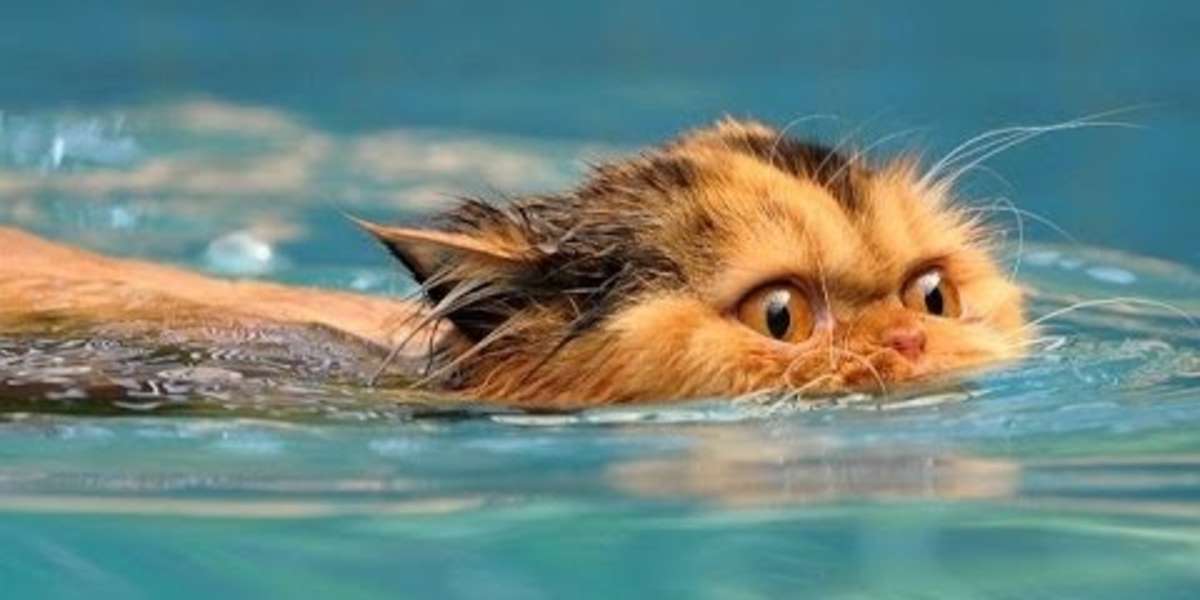 Funny Cats Love Water Compilation 2013 [HD] - The Dodo