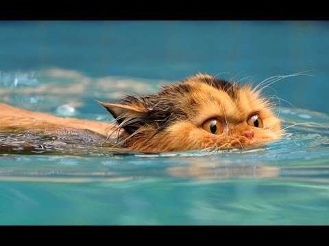 Funny Cats Love Water Compilation 2013 [HD] - The Dodo