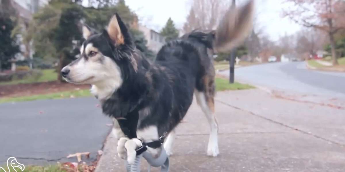 WATCH: Pups Getting Back On All Fours - The Dodo