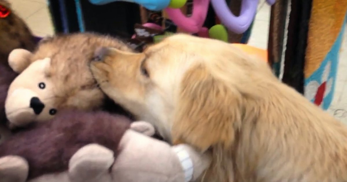 Abandoned Dog Picks Out Her First Toy The Dodo