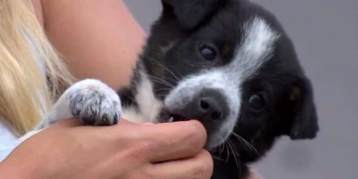Newborn Puppies Abandoned In Garbage Bag Found By Very Young Hero - The ...
