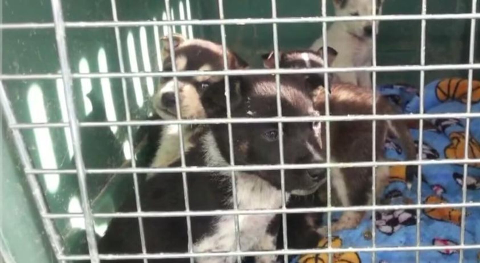Newborn Puppies Abandoned In Garbage Bag Found By Very Young Hero - The ...