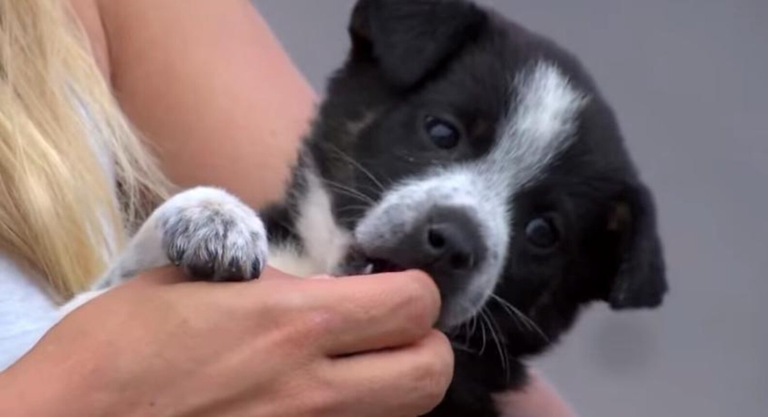 Newborn Puppies Abandoned In Garbage Bag Found By Very Young Hero - The ...