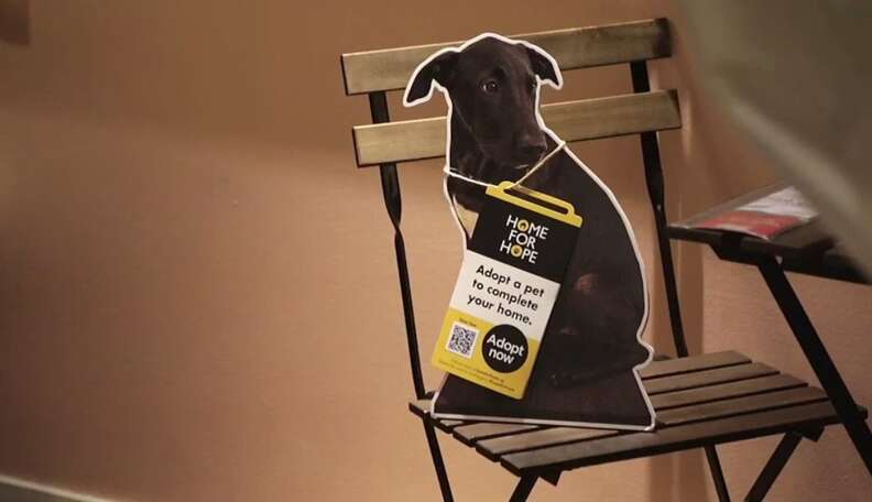 Ikea allow outlet dogs