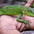 New species discovered in Papua New Guinea