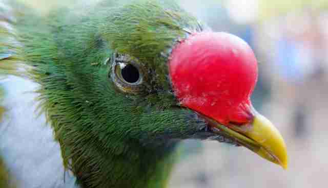 New species discovered in Papua New Guinea - The Dodo