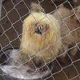The U.S. Government Is Helping Puppy Mills Hide Cruelty Now