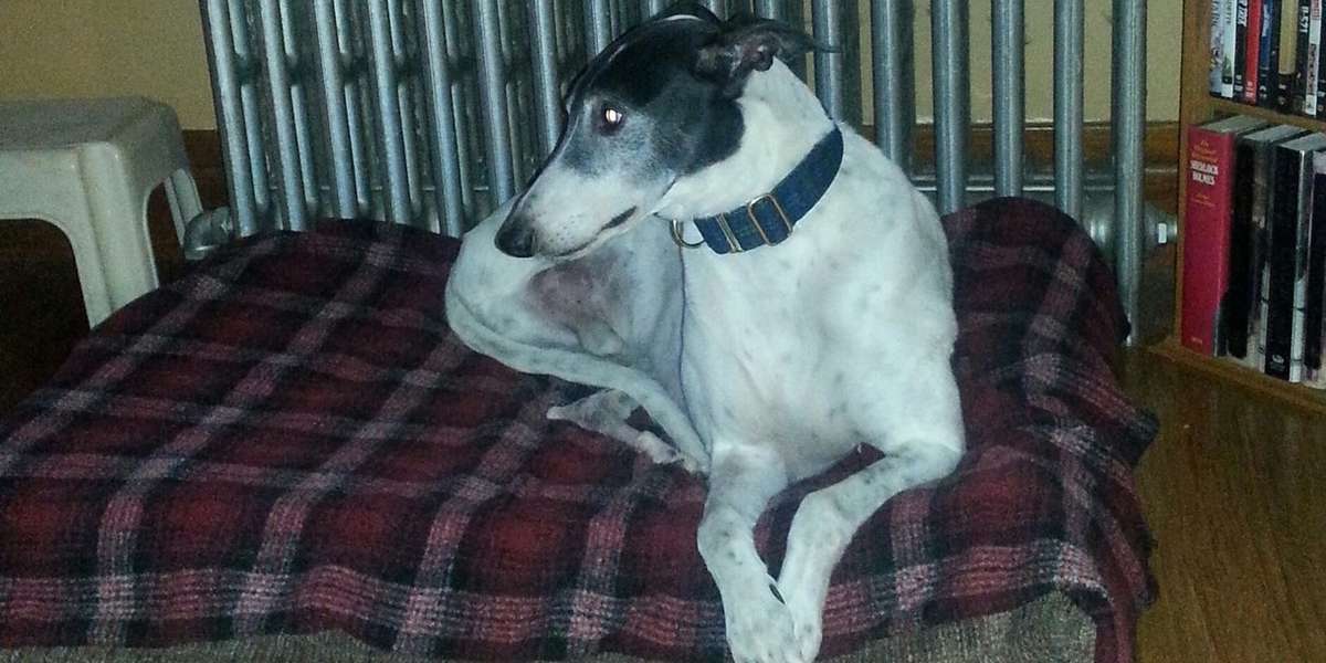 Determined Greyhound Who Lost His Leg Learns To Run Again The Dodo