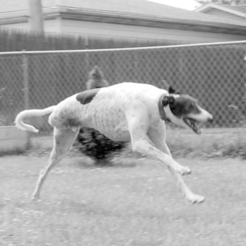 Determined Greyhound Who Lost His Leg Learns To Run Again - The Dodo