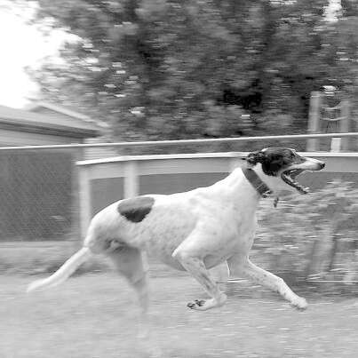 Determined Greyhound Who Lost His Leg Learns To Run Again - The Dodo