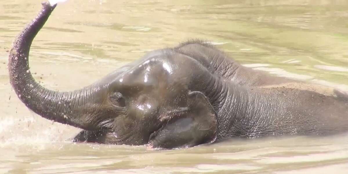 These Elephants Know How To Treat Themselves The Dodo
