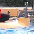 New Footage Shows SeaWorld Orca Slamming Against Gate Over And Over