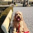Dog Visits 11 Countries And Puts Our Travel Itineraries To Shame