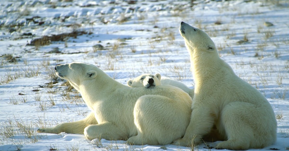 Polar Bears Pollutants And Erectile Dysfunction The Dodo 2732